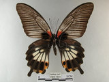 中文名:大鳳蝶(2909-1645)學名:Papilio memnon heronus Fruhstorfer, 1902(2909-1645)