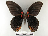 中文名:大鳳蝶(2909-1240)學名:Papilio memnon heronus Fruhstorfer, 1902(2909-1240)