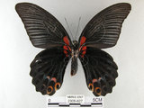 中文名:大鳳蝶(2909-627)學名:Papilio memnon heronus Fruhstorfer, 1902(2909-627)