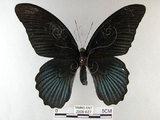 中文名:大鳳蝶(2909-627)學名:Papilio memnon heronus Fruhstorfer, 1902(2909-627)