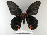 中文名:大鳳蝶(2909-318)學名:Papilio memnon heronus Fruhstorfer, 1902(2909-318)