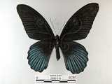 中文名:大鳳蝶(2909-318)學名:Papilio memnon heronus Fruhstorfer, 1902(2909-318)