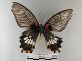 中文名:大鳳蝶(2996-232)學名:Papilio memnon heronus Fruhstorfer, 1902(2996-232)