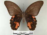 中文名:黑鳳蝶(1282-18403)學名:Papilio protenor Cramer, 1775 (1282-18403)