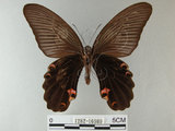 中文名:黑鳳蝶(1282-16989)學名:Papilio protenor Cramer, 1775(1282-16989)