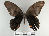 中文名:黑鳳蝶(1577-82)學名:Papilio protenor Cramer, 1775(1577-82)
