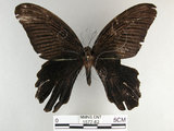 中文名:黑鳳蝶(1577-82)學名:Papilio protenor Cramer, 1775(1577-82)