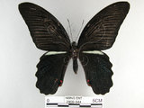 中文名:黑鳳蝶(2909-544)學名:Papilio protenor Cramer, 1775(2909-544)