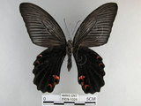 中文名:黑鳳蝶(2909-1026)學名:Papilio protenor Cramer, 1775(2909-1026)