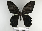 中文名:黑鳳蝶(2909-1026)學名:Papilio protenor Cramer, 1775(2909-1026)