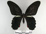 中文名:黑鳳蝶(2909-1072)學名:Papilio protenor Cramer, 1775(2909-1072)