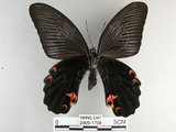 中文名:黑鳳蝶(2909-1708)學名:Papilio protenor Cramer, 1775(2909-1708)