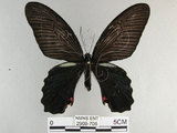 中文名:黑鳳蝶(2909-706)學名:Papilio protenor Cramer, 1775(2909-706)