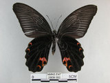 中文名:黑鳳蝶(2909-390)學名:Papilio protenor Cramer, 1775(2909-390)