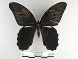 中文名:黑鳳蝶(2909-390)學名:Papilio protenor Cramer, 1775(2909-390)