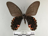 中文名:黑鳳蝶(2909-1356)學名:Papilio protenor Cramer, 1775(2909-1356)