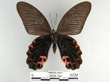 中文名:黑鳳蝶(2909-794)學名:Papilio protenor Cramer, 1775(2909-794)