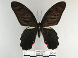中文名:黑鳳蝶(2909-794)學名:Papilio protenor Cramer, 1775(2909-794)