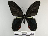 中文名:黑鳳蝶(2909-346)學名:Papilio protenor Cramer, 1775(2909-346)