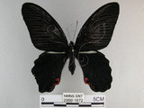 中文名:黑鳳蝶(2909-1672)學名:Papilio protenor Cramer, 1775(2909-1672)