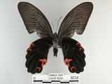 中文名:黑鳳蝶(2909-1595)學名:Papilio protenor Cramer, 1775(2909-1595)