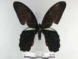 中文名:黑鳳蝶(2909-1595)學名:Papilio protenor Cramer, 1775(2909-1595)