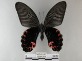 中文名:黑鳳蝶(2909-263)學名:Papilio protenor Cramer, 1775(2909-263)