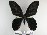 中文名:黑鳳蝶(2909-802)學名:Papilio protenor Cramer, 1775(2909-802)