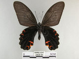中文名:黑鳳蝶(2909-84)學名:Papilio protenor Cramer, 1775(2909-84)