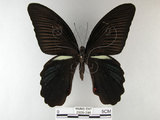 中文名:黑鳳蝶(2909-396)學名:Papilio protenor Cramer, 1775(2909-396)
