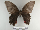 中文名:黑鳳蝶(2934-303)學名:Papilio protenor Cramer, 1775(2934-303)
