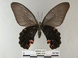 中文名:黑鳳蝶(2996-376)學名:Papilio protenor Cramer, 1775(2996-376)