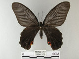 中文名:黑鳳蝶(2996-376)學名:Papilio protenor Cramer, 1775(2996-376)
