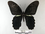 中文名:黑鳳蝶(3268-184)學名:Papilio protenor Cramer, 1775(3268-184)