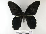 中文名:黑鳳蝶(3268-161)學名:Papilio protenor Cramer, 1775(3268-161)