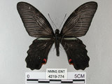 中文名:黑鳳蝶(4219-774)學名:Papilio protenor Cramer, 1775(4219-774)