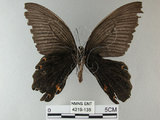 中文名:黑鳳蝶(4219-135)學名:Papilio protenor Cramer, 1775(4219-135)