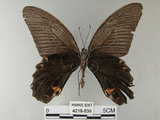 中文名:黑鳳蝶(4219-839)學名:Papilio protenor Cramer, 1775(4219-839)