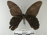 中文名:黑鳳蝶(4219-839)學名:Papilio protenor Cramer, 1775(4219-839)