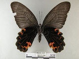 中文名:黑鳳蝶(5017-124)學名:Papilio protenor Cramer, 1775(5017-124)