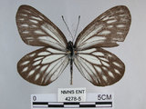 學名:Aporia gigantea cheni Hsu & Chou, 1999(4278-5)