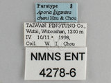 ǦW:Aporia gigantea cheni Hsu & Chou, 1999(4278-6)