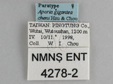 ǦW:Aporia gigantea cheni Hsu & Chou, 1999(4278-2)
