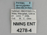 ǦW:Aporia gigantea cheni Hsu & Chou, 1999(4278-4)