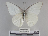 中文名:尖翅粉蝶(2909-1070)學名:Appias albina semperi (Moore, 1905)(2909-1070)
