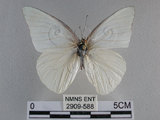 中文名:尖翅粉蝶(2909-588)學名:Appias albina semperi (Moore, 1905)(2909-588)