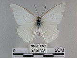 中文名:尖翅粉蝶(4219-328)學名:Appias albina semperi (Moore, 1905)(4219-328)