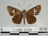 中文名:狹翅弄蝶(1282-21501)學名:Isoteinon lamprospilus formosanus Fruhstorfer, 1911(1282-21501)