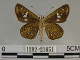 中文名:狹翅弄蝶(1282-21051)學名:Isoteinon lamprospilus formosanus Fruhstorfer, 1911(1282-21051)