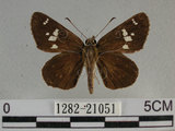 中文名:狹翅弄蝶(1282-21051)學名:Isoteinon lamprospilus formosanus Fruhstorfer, 1911(1282-21051)